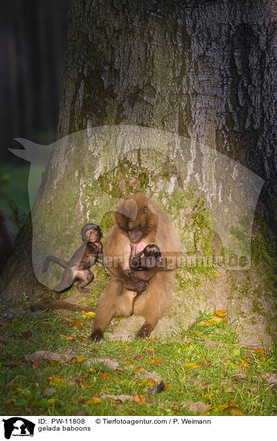 gelada baboons / PW-11808