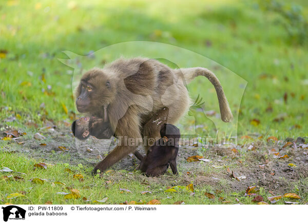 gelada baboons / PW-11809