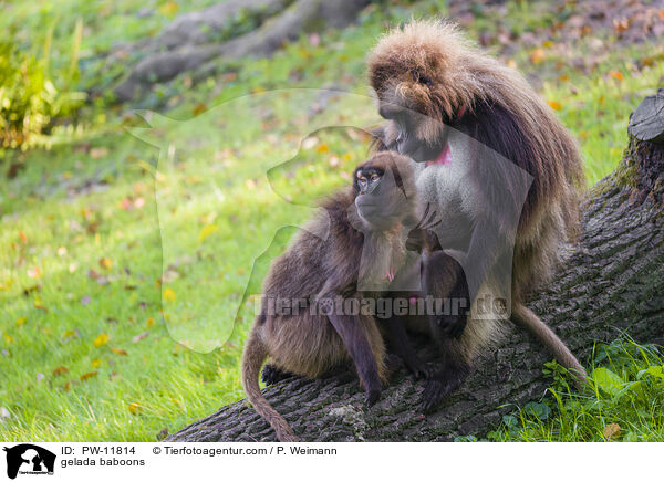 gelada baboons / PW-11814