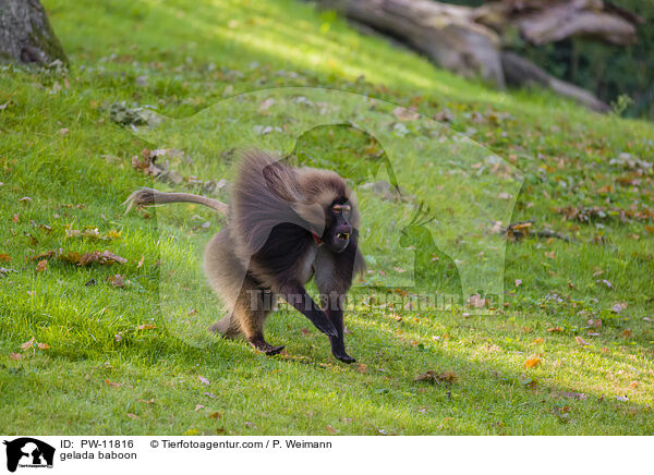 gelada baboon / PW-11816