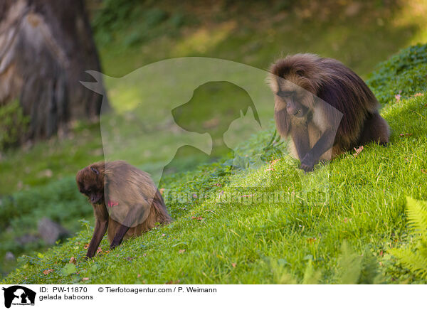 gelada baboons / PW-11870
