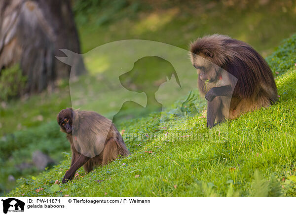 gelada baboons / PW-11871