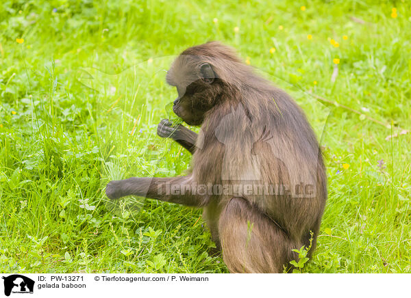 gelada baboon / PW-13271