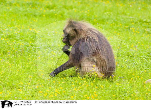 gelada baboon / PW-13275
