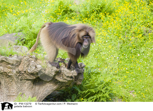 gelada baboon / PW-13279