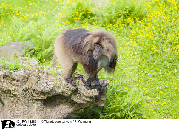 gelada baboon / PW-13280