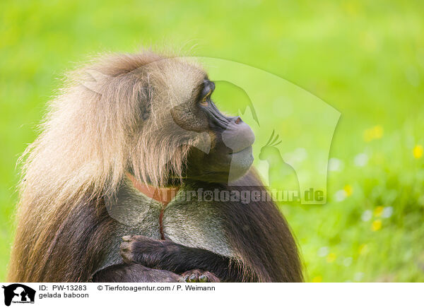 gelada baboon / PW-13283