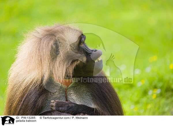 gelada baboon / PW-13285