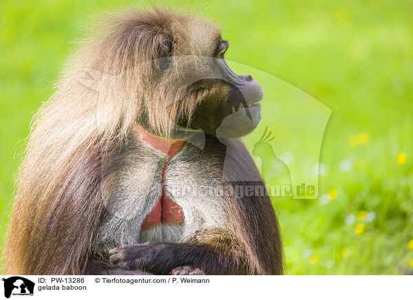 gelada baboon / PW-13286