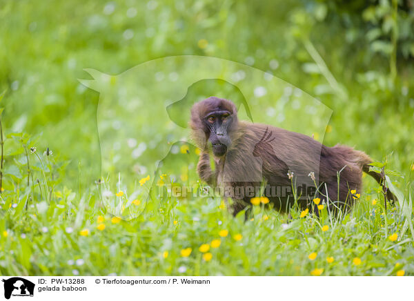 gelada baboon / PW-13288