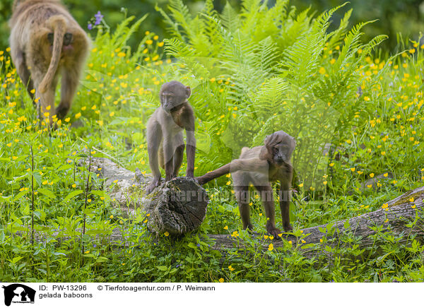 gelada baboons / PW-13296