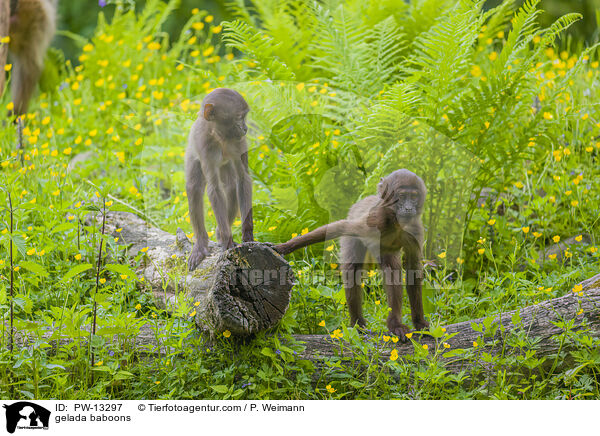 gelada baboons / PW-13297