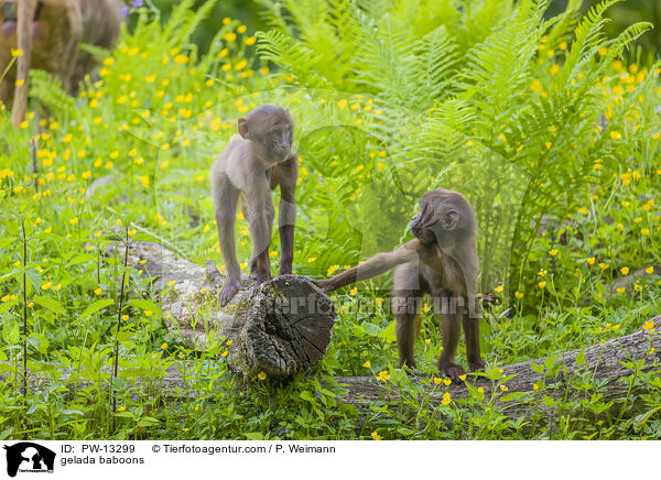 gelada baboons / PW-13299