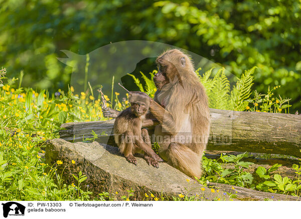gelada baboons / PW-13303