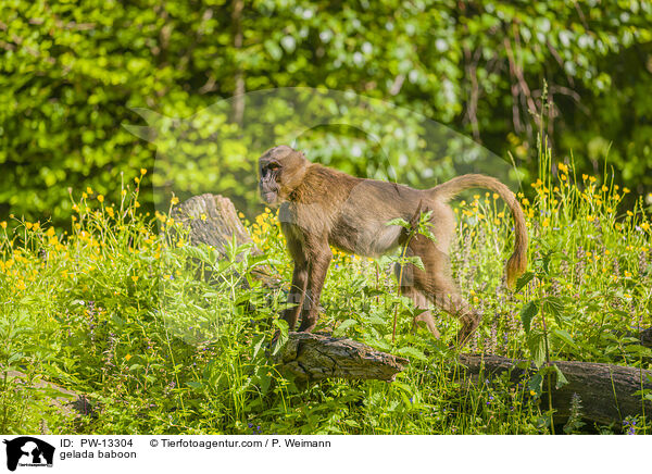 gelada baboon / PW-13304