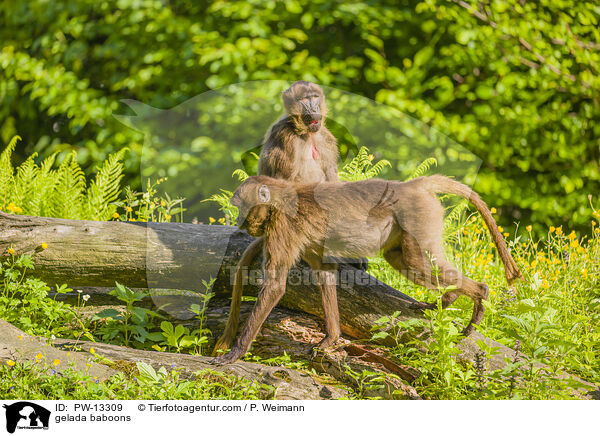 Blutbrustpaviane / gelada baboons / PW-13309