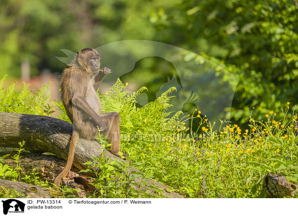 gelada baboon / PW-13314