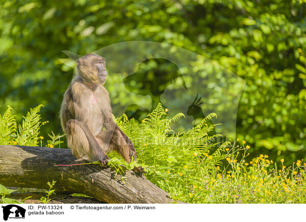 gelada baboon / PW-13324