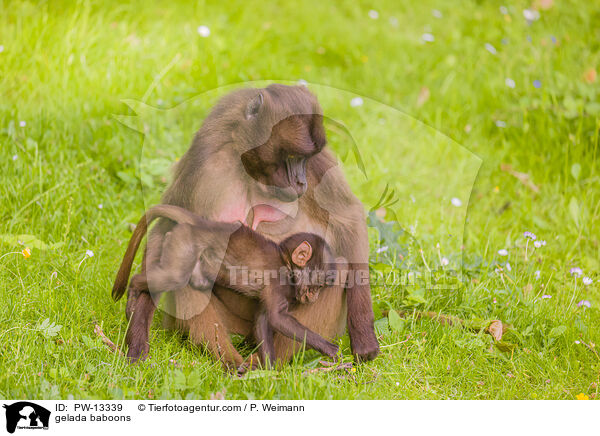 gelada baboons / PW-13339
