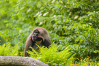 gelada baboon