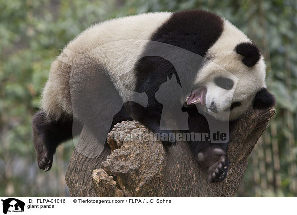 Groer Panda / giant panda / FLPA-01016