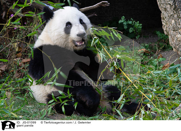 giant panda / JG-01099