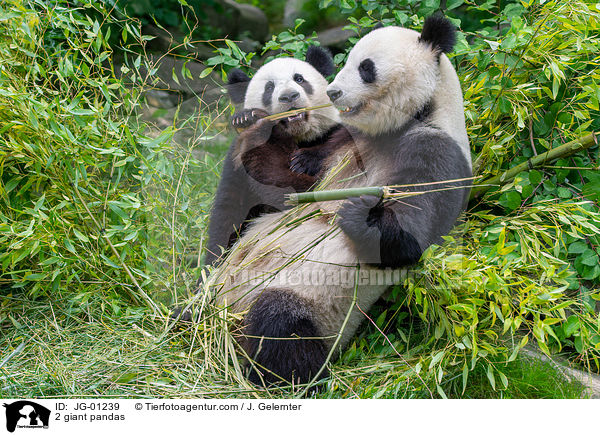 2 Groe Pandas / 2 giant pandas / JG-01239