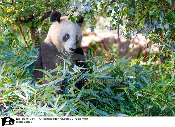 Groer Panda / giant panda / JG-01254