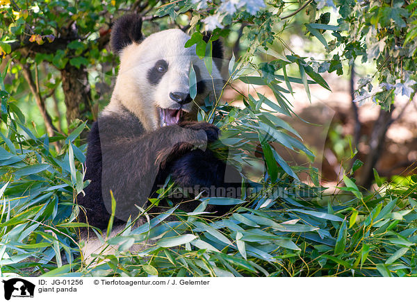Groer Panda / giant panda / JG-01256