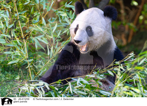 Groer Panda / giant panda / JG-01259