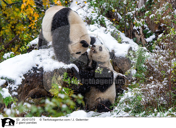 2 Groe Pandas / 2 giant pandas / JG-01370