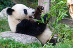 giant panda