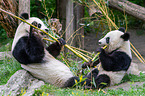 2 giant pandas