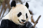 giant panda