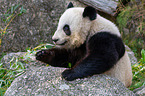 giant panda