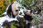 2 giant pandas