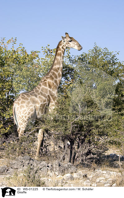 Giraffe im Etosha Nationalpark Namibia / Giraffe / WS-01225