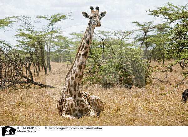 Masai Giraffe / MBS-01502