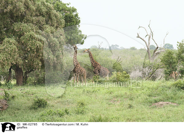 Giraffen / giraffes / MK-02785
