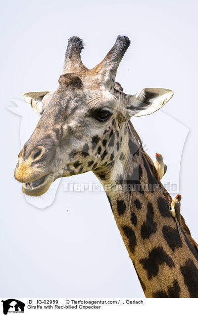 Giraffe mit Rotschnabel-Madenhacker / Giraffe with Red-billed Oxpecker / IG-02959