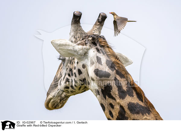 Giraffe with Red-billed Oxpecker / IG-02967