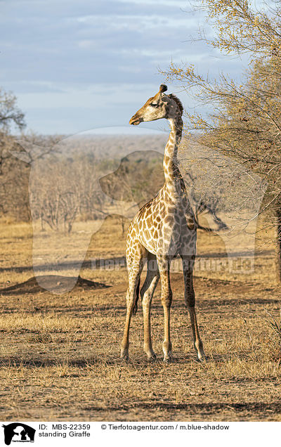 stehende Giraffe / standing Giraffe / MBS-22359