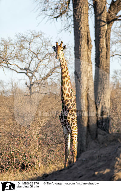 stehende Giraffe / standing Giraffe / MBS-22376