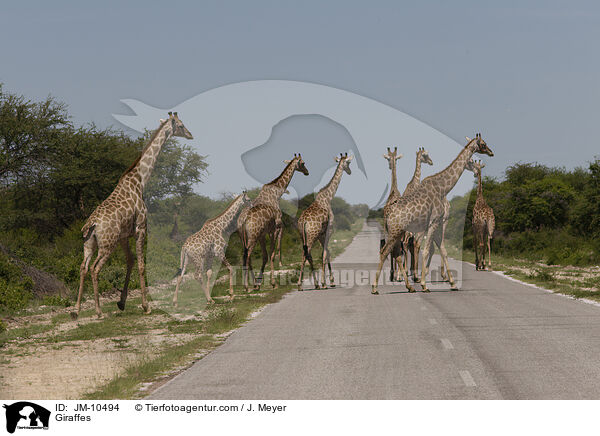 Giraffen / Giraffes / JM-10494