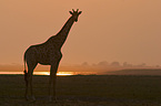 standing giraffe