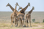 standing Giraffes