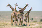 standing Giraffes