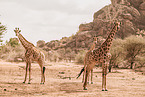 Giraffes