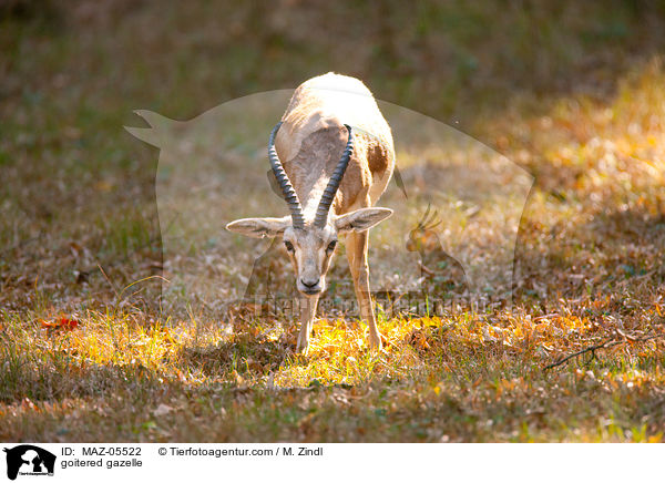 Kropfgazelle / goitered gazelle / MAZ-05522