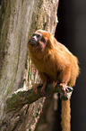 golden lion tamarin